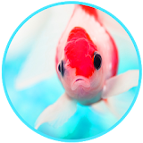 3D Aquarium Fishes Magic Touch Wallpaper icon