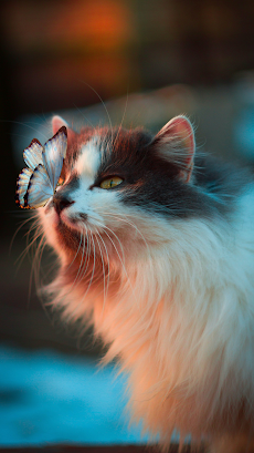 かわいい猫の壁紙 - かわいい猫の写真のおすすめ画像4