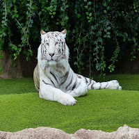 Tiger White Tiger Wallpapers HD
