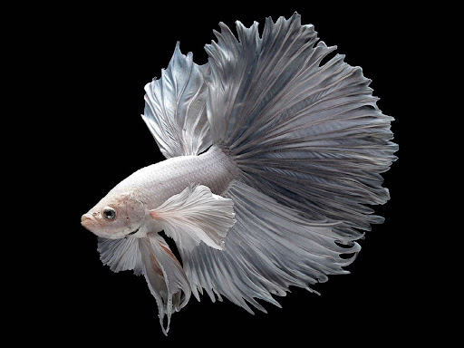 Betta Fish Wallpaper HD Screen 3