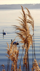 Capture d'écran