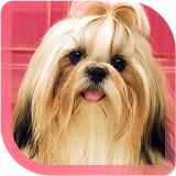Doggy Shih Tzu live wallpaper icon
