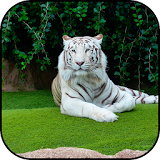 White tiger wallpapers icon
