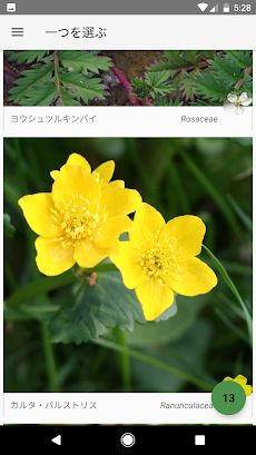 この花は何ですか？のおすすめ画像4