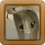 King Cobra Wallpapers Picture icon