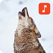 Wild Coyote Sounds