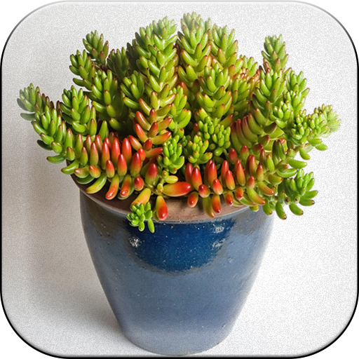 Houseplant logo