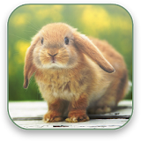 Bunny Free Video Wallpaper icon