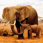 Cover Image of Baixar The Elephant 1.0.3 APK