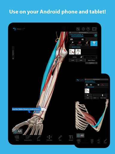 Muscles & Kinesiology 10