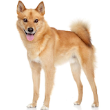 Finnish Spitz Wallpapers icon
