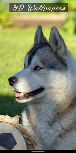 Android application Dog & Puppy HD Wallpapers screenshort