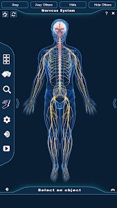 Nervous System Anatomy Pro. Unknown