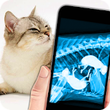 X-Ray Pregnant Cat Joke icon