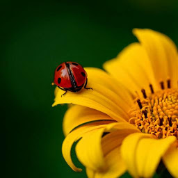 图标图片“Ladybug Wallpapers”