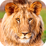 Cover Image of 下载 Lion Wallpaper HD  APK