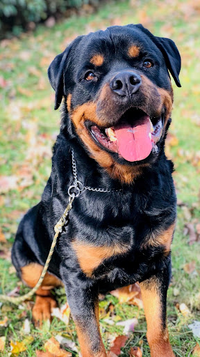 Rottweiler Screen 2