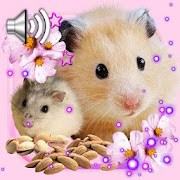 Hamsters Funny Live Wallpaper