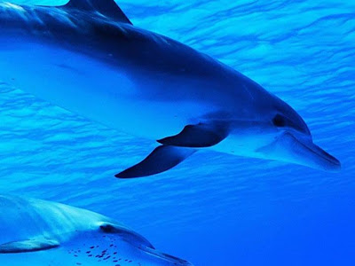 25 ++ 海 壁紙 可愛い写真 126602