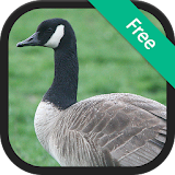 Goose & Geese Sounds icon