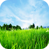 Sky And Grass HD Wallpapers icon