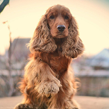 Cocker Spaniel Dogs Wallpapers icon