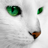 White Cats Live Wallpaper icon
