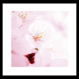 Pinkflower Livewallpaper icon
