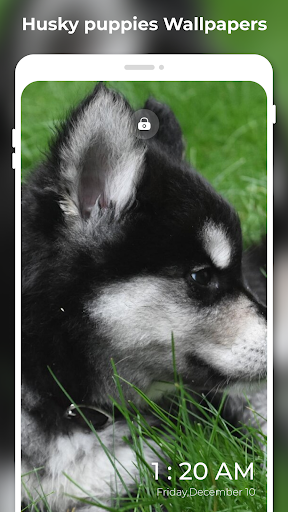 Husky Puppy Wallpapers 4K FHD