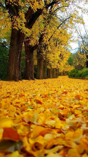 Yellow Wallpapers Screen 2