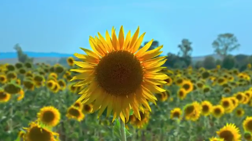 Android application Video Ads screenshort