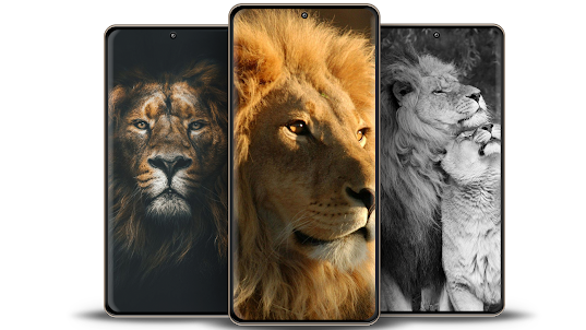 Lion Wallpapers 4K
