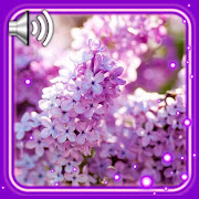 Lilac Spring live wallpaper