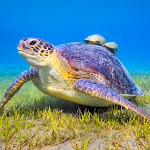 Cover Image of Download Turtle HD Wallpapers 1.0.0.6 APK