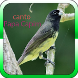 Canto do Papa Capim icon