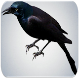 Raven bird sounds icon