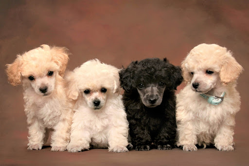 Android application Poodle Dog Wallpaper HD screenshort