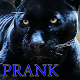 Panther leopard animal sounds icon