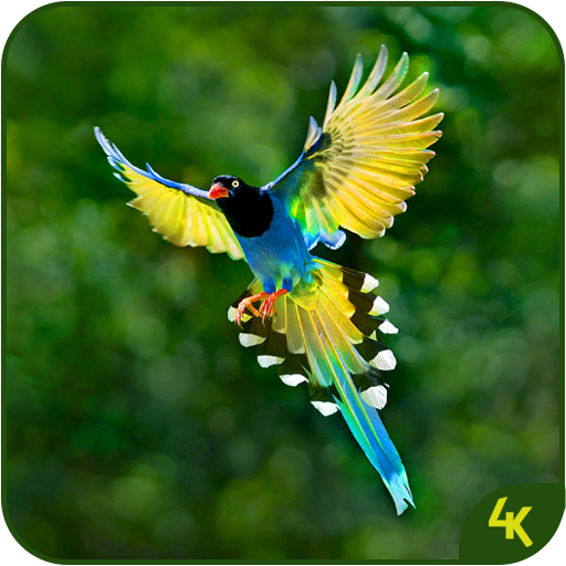 Animal & Birds Wallpaper (4k) - Ứng dụng trên Google Play