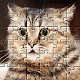 Cat Game Funny Animals Jigsaw Puzzles 🧩🐈🧩🐾