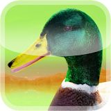 Ducks 3D Live Wallpaper FREE icon