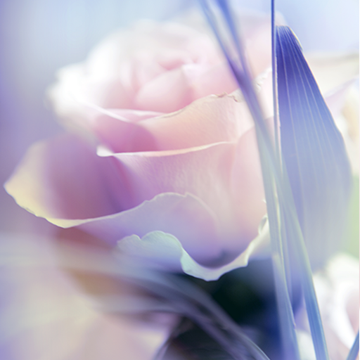 Rose Live Wallpaper 6.0 Icon