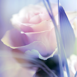Cover Image of Tải xuống Hoa hồng Hình nền sống  APK