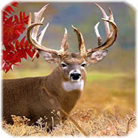 Deer 3D Wallpaper