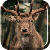 Herd of Deer Live Wallpaper icon