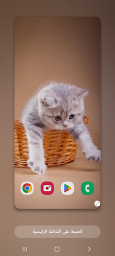 Wallpapers Cat (2) 4k 2023 Screen 3