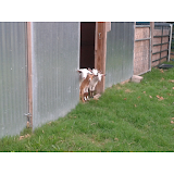 enp goats and other things icon