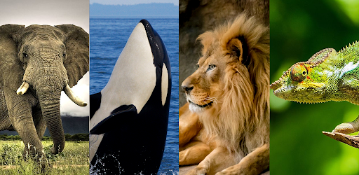 Animal Quiz: Guess the Animal Mod All Apk + iOS v1.1.6