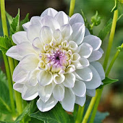 Dahlia: HD Flower Wallpapers and Backgrounds