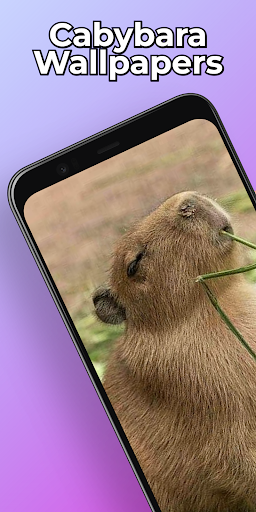 Capybara Wallpapers HD